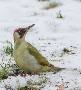 Winters plaatje Groene Specht