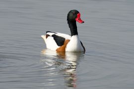 Gewoon trots en mooi zijn