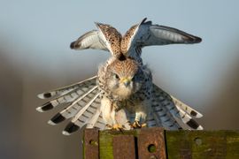 Staredown met een torenvalk