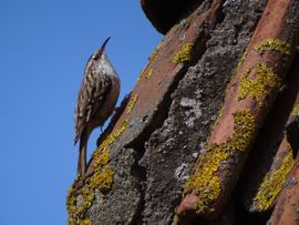 Boomkruiper op tuinhuisdak
