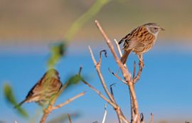 Heggenmussen in de Kunstenaarsduintjes