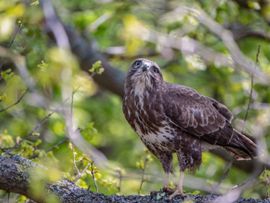 Buizerd 