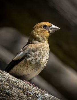 Alerte blik van appelvink jong