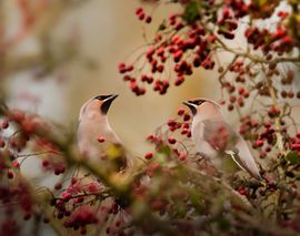 Wintergast in herfstsetting