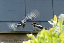 Bonte specht voert haar jong