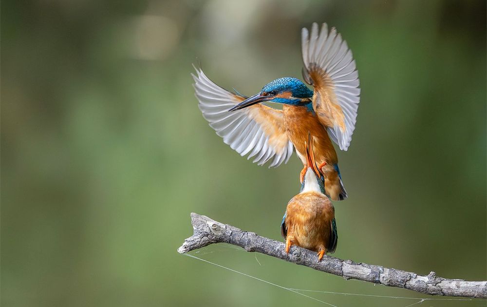 IJsvogels Forever Vogelbescherming