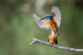 IJsvogels forever