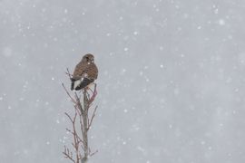Torenvalk in een sneeuwstorm