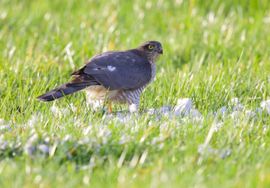 Sperwer in een weiland die net een duif had geslagen