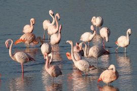 Flamingo's op de Grevelingen