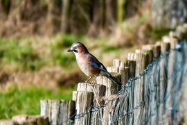 Gaai op zoek naar een hapje.