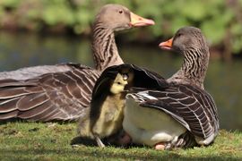 Onder moeders vleugel