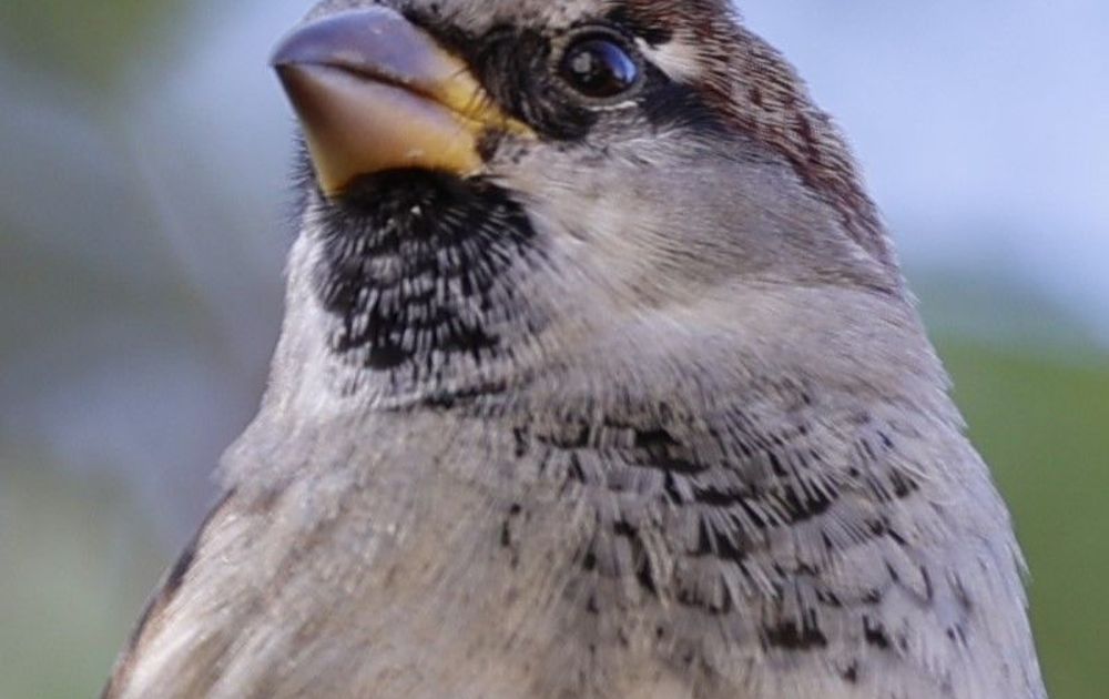 Portret Van Een Huismus | Vogelbescherming