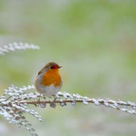 Bijna winter 