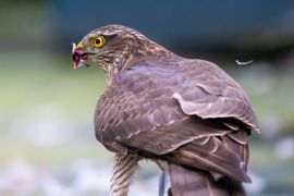 Sperwer in mijn stadstuin