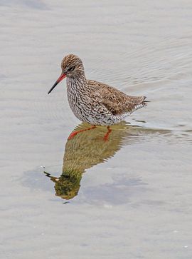 Tureluur op Terschelling