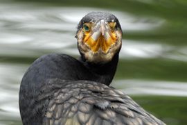 Portret aalscholver