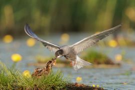 huismoeder wordt vliegend aangeboden