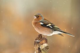 Een kleurrijke vink