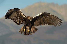 Spaanse Keizerarend in vlucht, vlak voor de landing