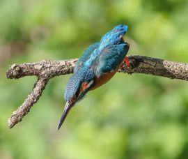 De duik richting de vis