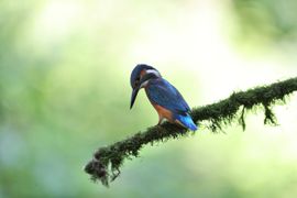 ijsvogel zoekt voedsel