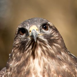 Buizerd