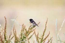Roodborsttapuit in het Binnenveld 