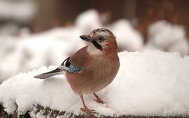 Gaai op zoek naar voedsel!