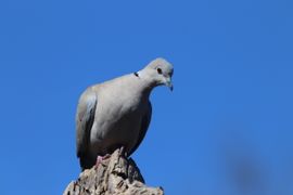 Turkse tortel houdt overzicht vanaf boven in de boom