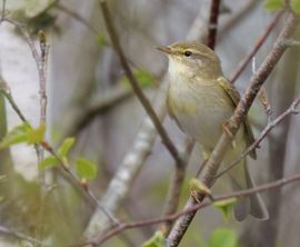 Nieuwsgierig naar de piep van de autofocus