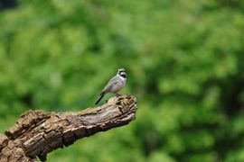 strandleeuwerik op de uitkijk.