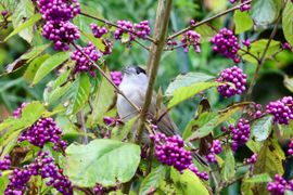 Een zwartkop mannetje lijkt bijna blij te kijken naar de besjes van de Callicarpa in de tuin