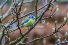 Een pimpelmeesje met een bijzondere oogstreep in de tuin.