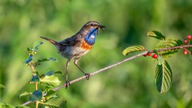 Blauwborst voert de jongen!