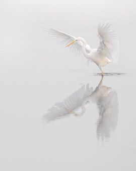 Reflectie in de mist