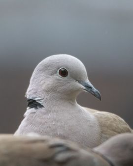 Een portret van een turkse tortel