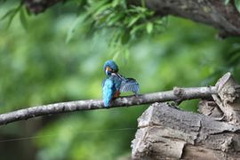 De ijsvogel bezig met poetsbeurt