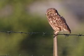 Steenuil in de avondzon