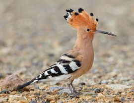 Hoopoe in Spring 