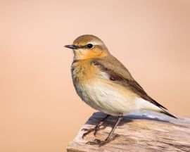 Spring is in full swing at New Driemanspolder