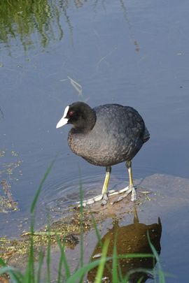 Meerkoet ten voeten uit