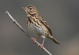 Tree Pipit during spring migration 