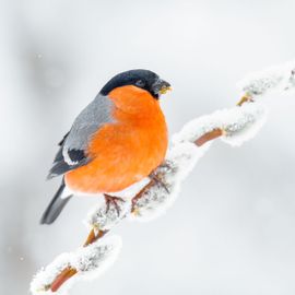 Kleur in de winter.