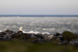 Brileider tussen het ijs