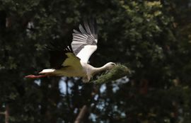 Ooievaar met de bek vol op weg naar het nest