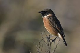genieten van het najaarszonnetje