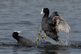 Hommeles bij de Meerkoeten 