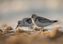 Schattige drieteenstrandlopertjes