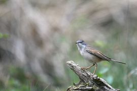 grasmus
